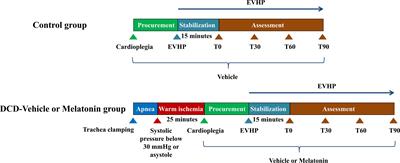 Normothermic ex vivo Heart Perfusion Combined With Melatonin Enhances Myocardial Protection in Rat Donation After Circulatory Death Hearts via Inhibiting NLRP3 Inflammasome-Mediated Pyroptosis